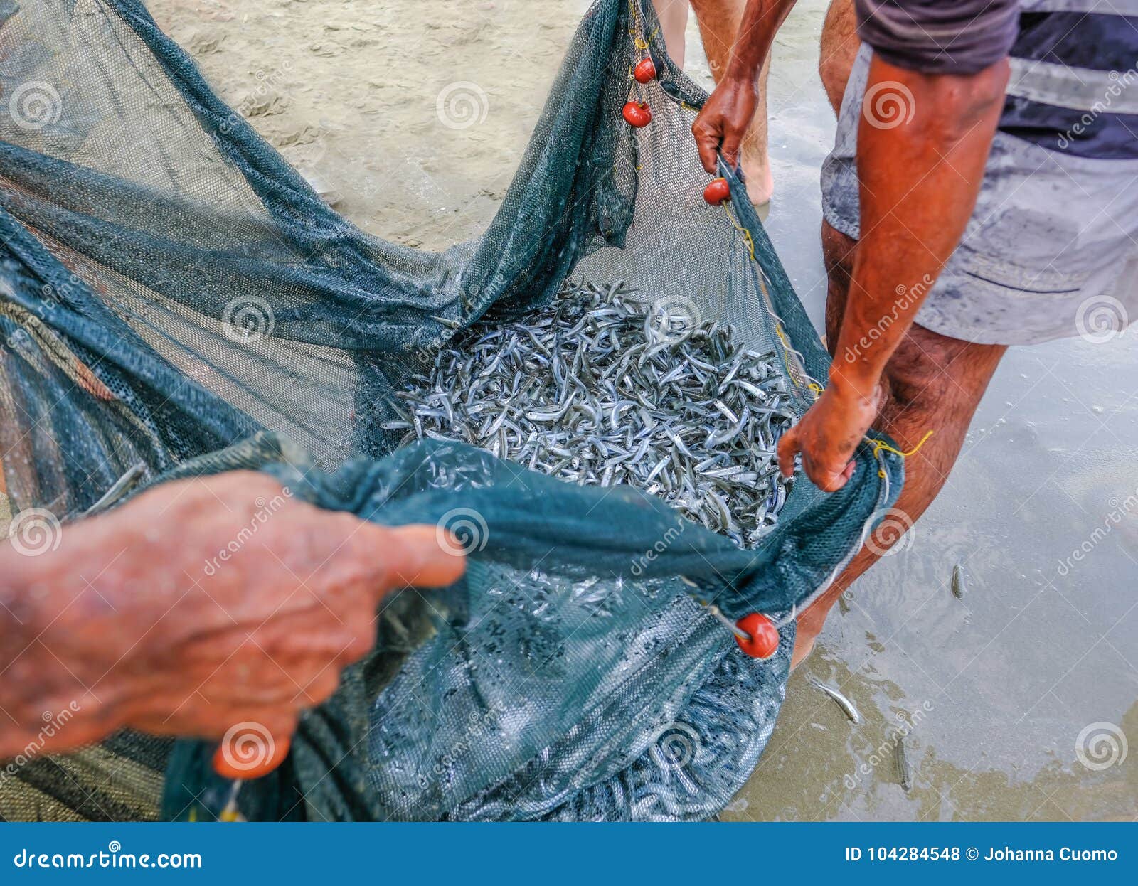 Shoal of Whitebait Fish Caught in a Net at the Edge of the Sea O Stock  Photo - Image of float, fresh: 104284548