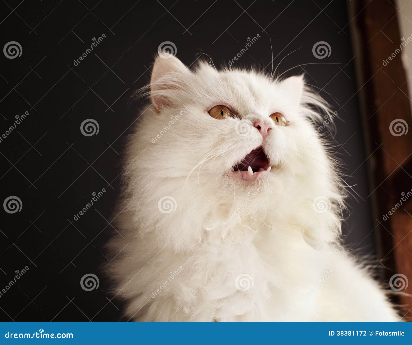 Shocked cat stock photo. Image of breed, staring, grooming 38381172