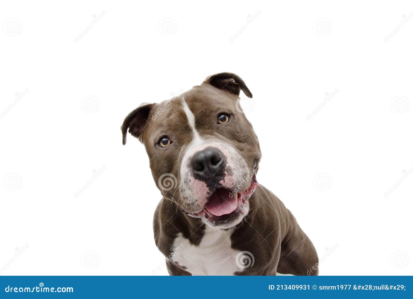 Bully dog Stock Photos, Royalty Free Bully dog Images