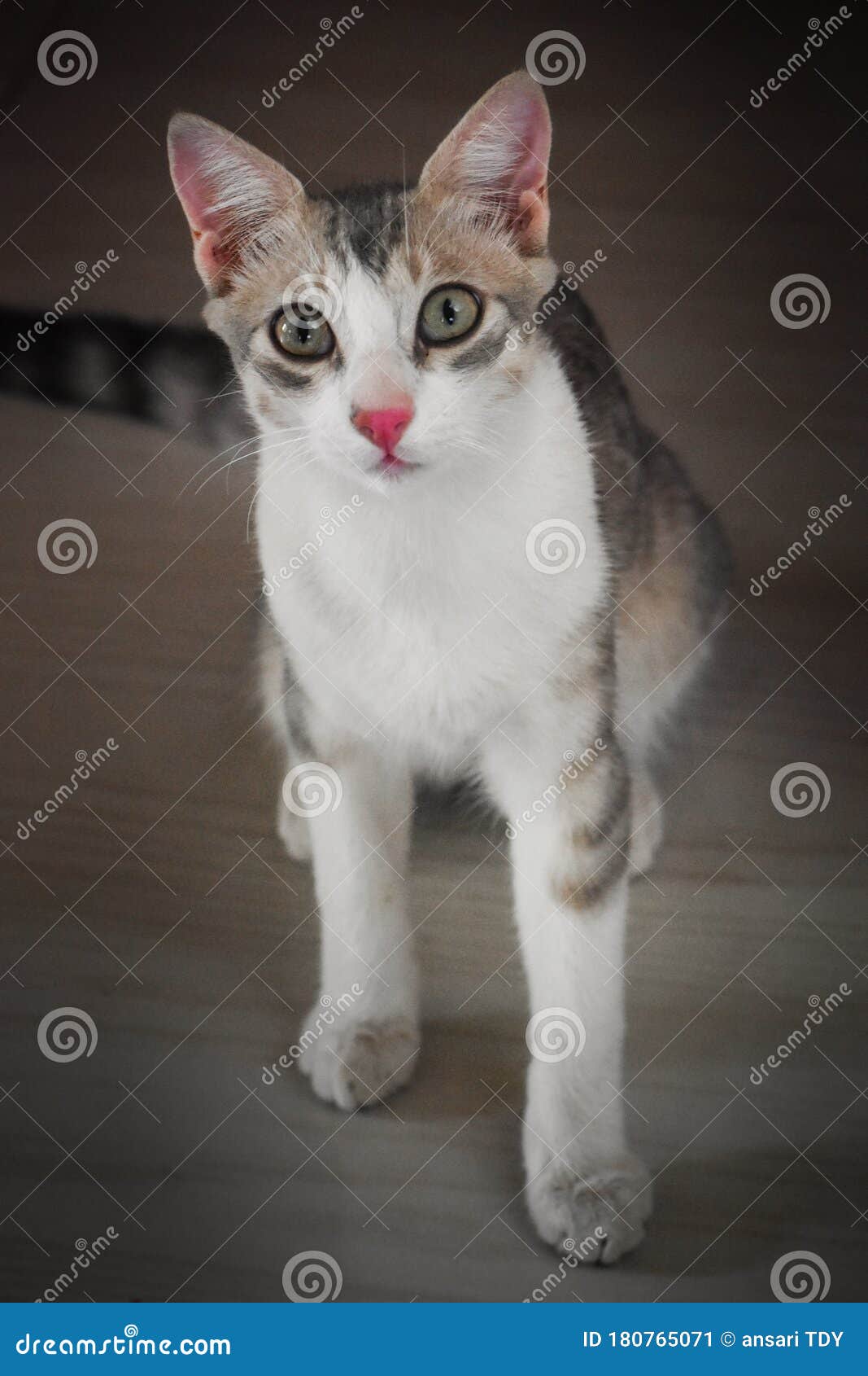 Shocking Cute cat kitten stock image. Image of snout 180765071
