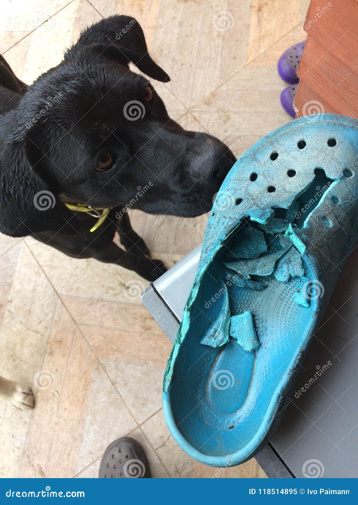 Are Shoes Bad For Dogs