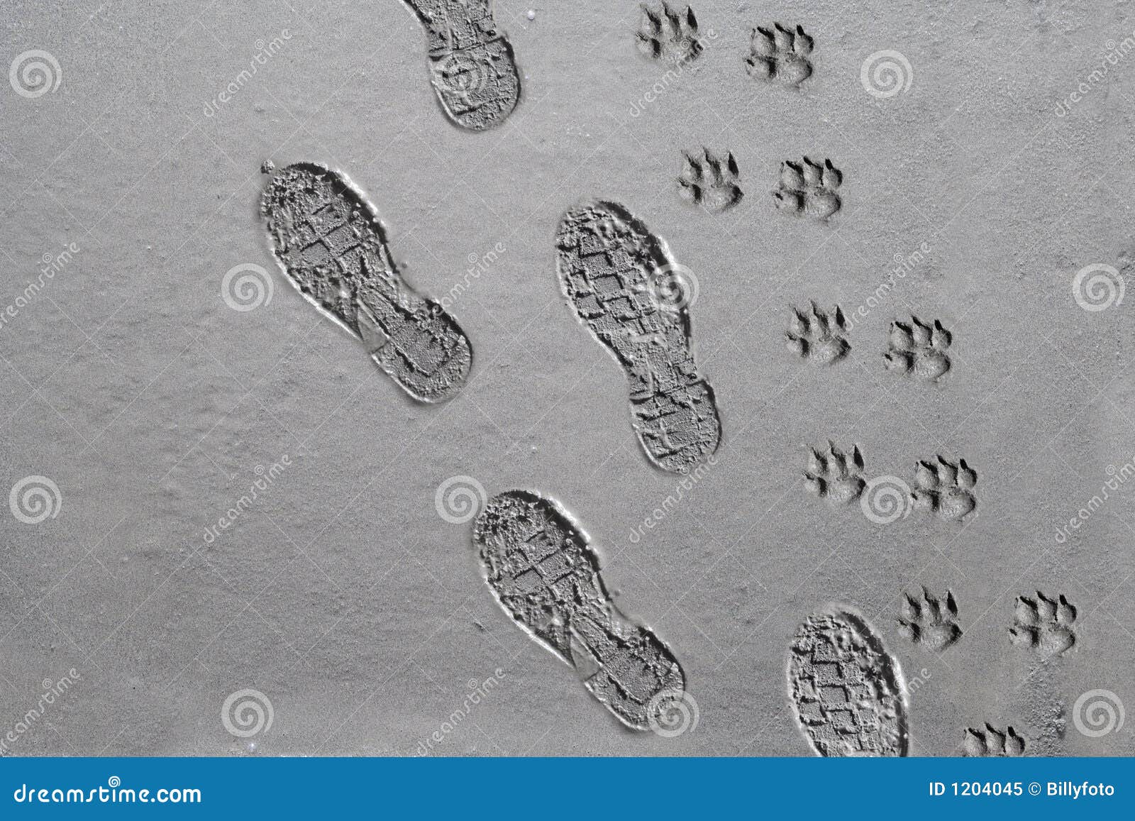Shoe and Dog Prints on Sidewalk Stock Image Image of handprints
