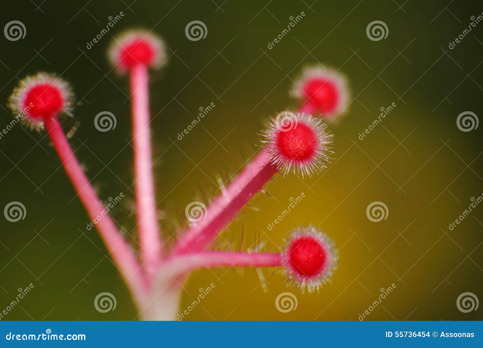 shoe flower carpel hibiscus syriacus
