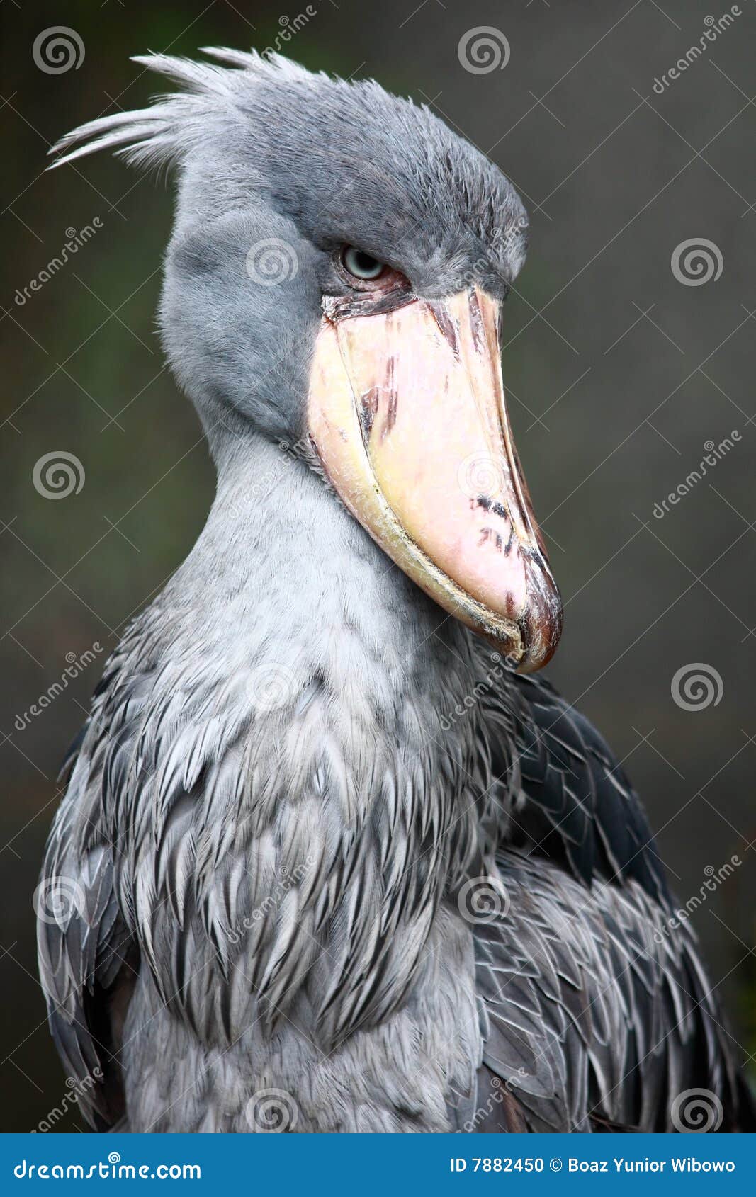baby shoebill noise baby shoebill noise