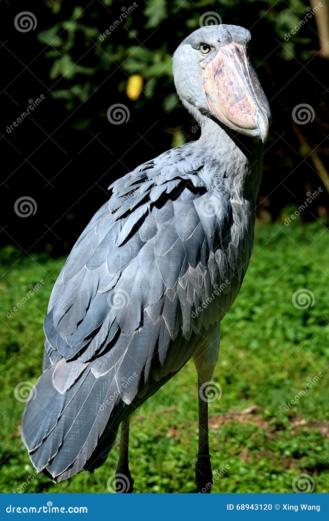are shoebill storks extinct are shoebill storks extinct
