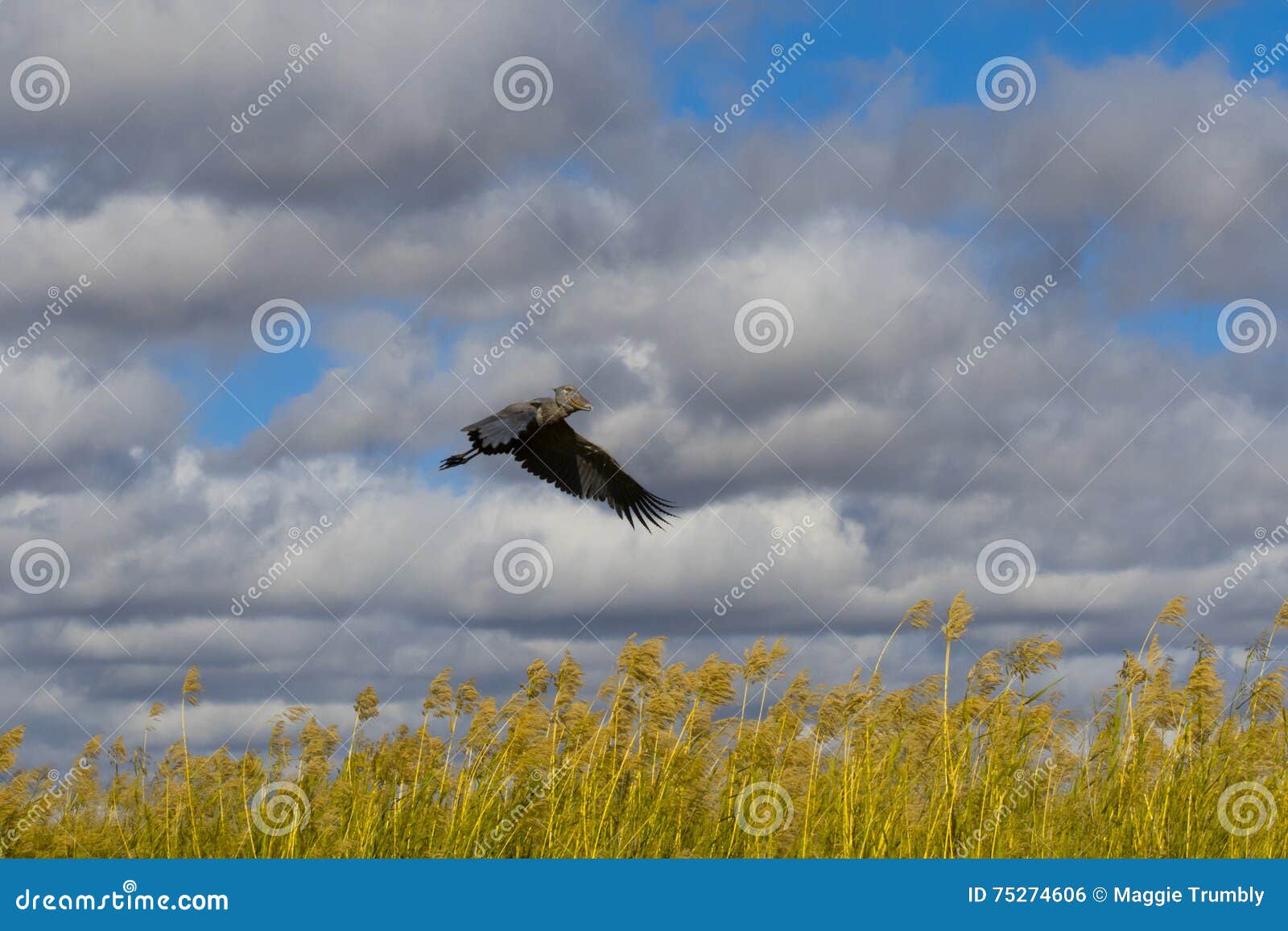shoebill flying shoebill flying