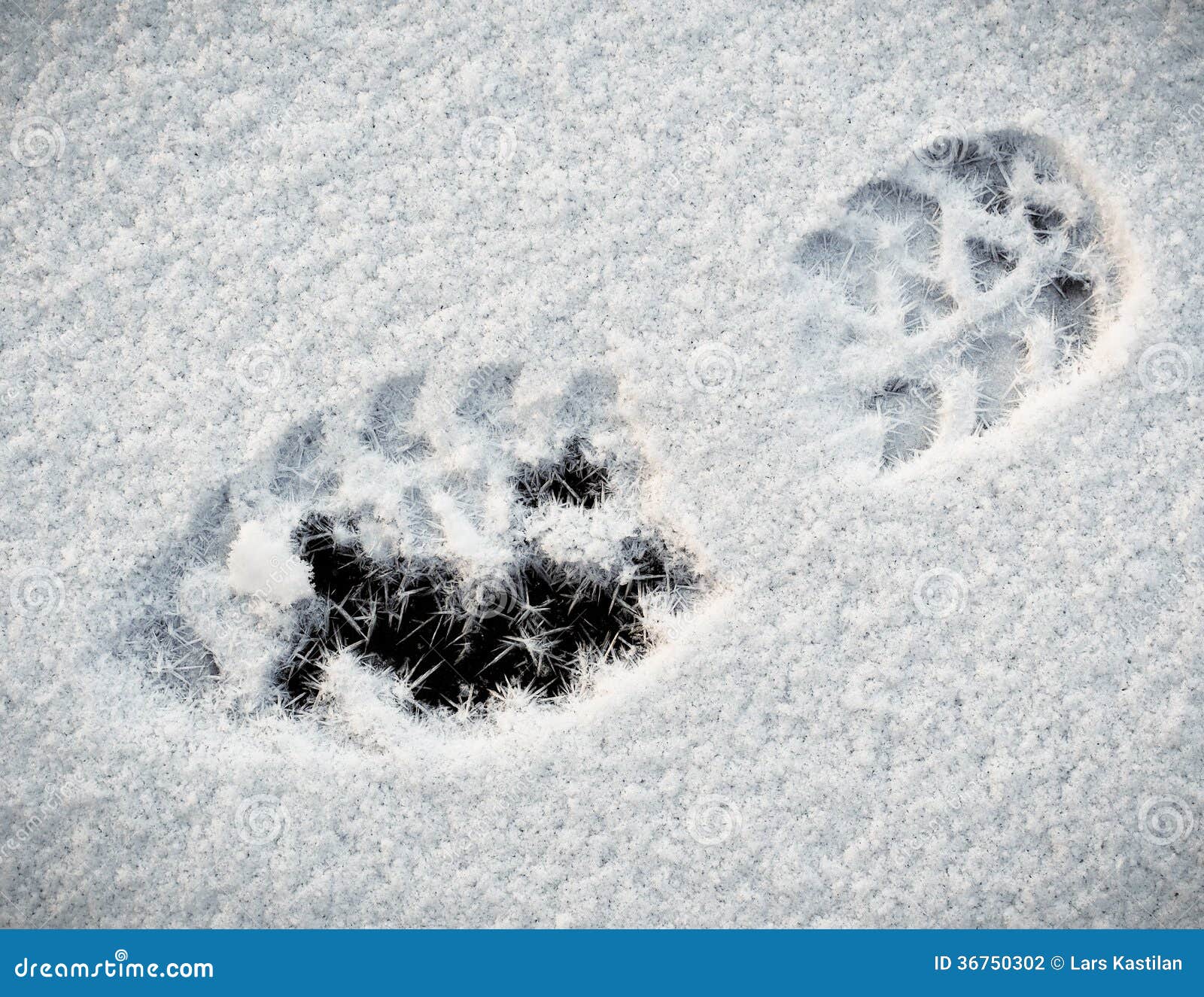 Shoeprint in snow stock photo. Image of shoe, shoeprint - 36750302