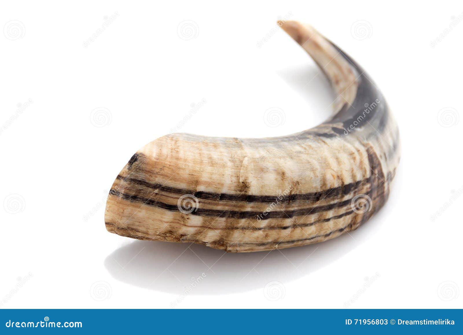 Shofar stock image. Image of blowing, animal, celebrations 71956803
