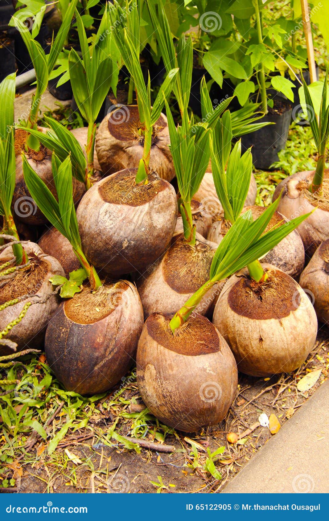 Shoot arometic coconut stock image. Image of drug, landscape 65122905