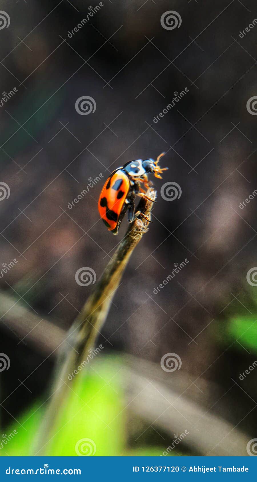 Insects in nature stock photo. Image of insects, macro 126377120