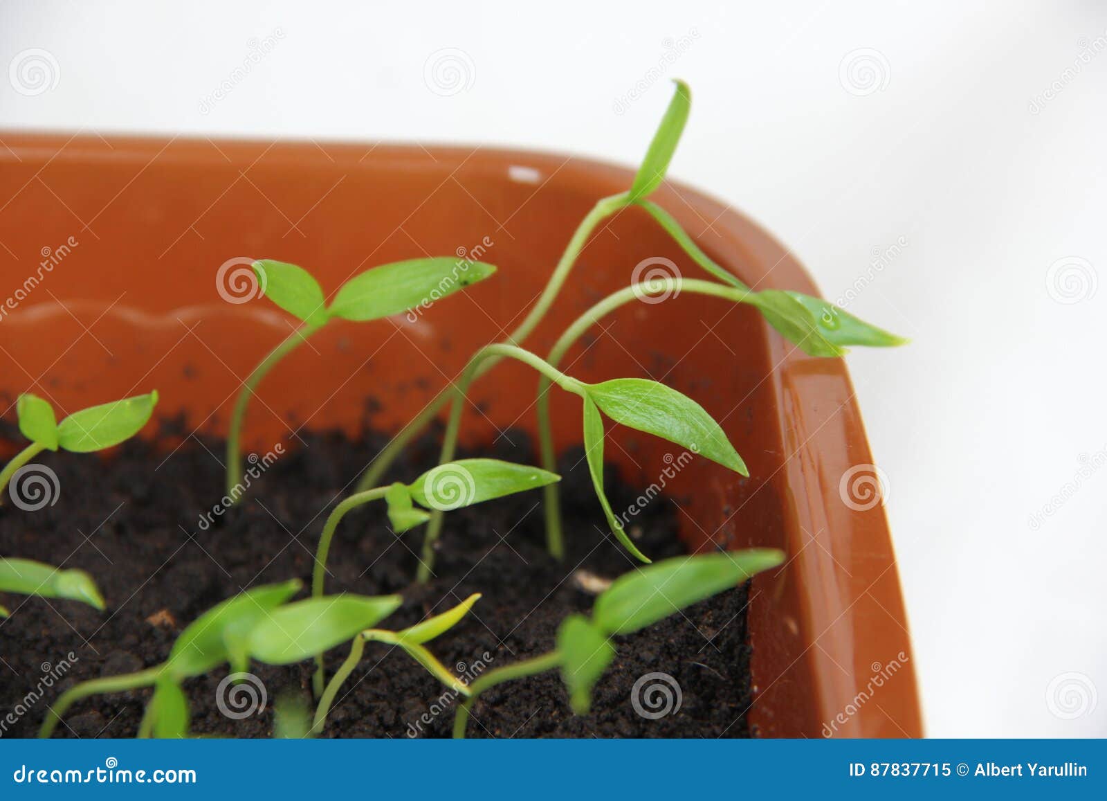 Shoot stock image. Image of pepper, leaves, herb, germ 87837715