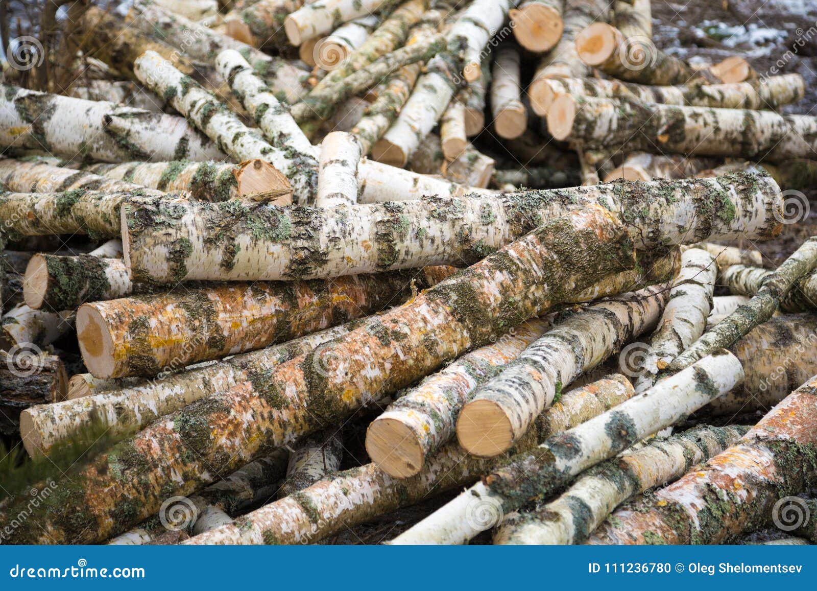 Birch Logs, Prepared for Firewood Stock Photo Image of birch, energy