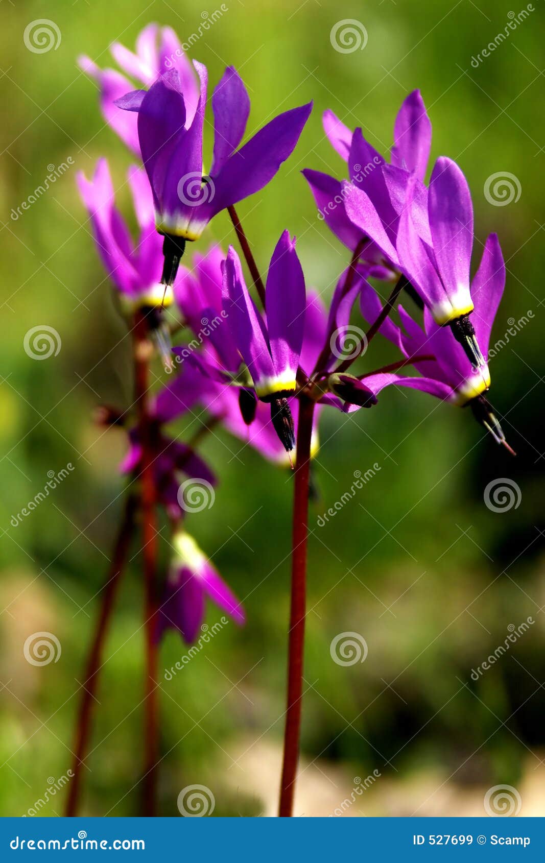 shooting stars - oregon wildflowers