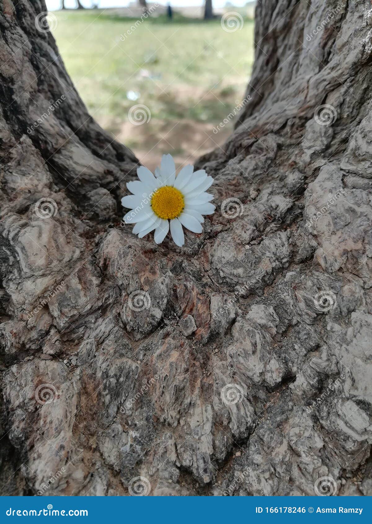 shooting a white rose on the tree