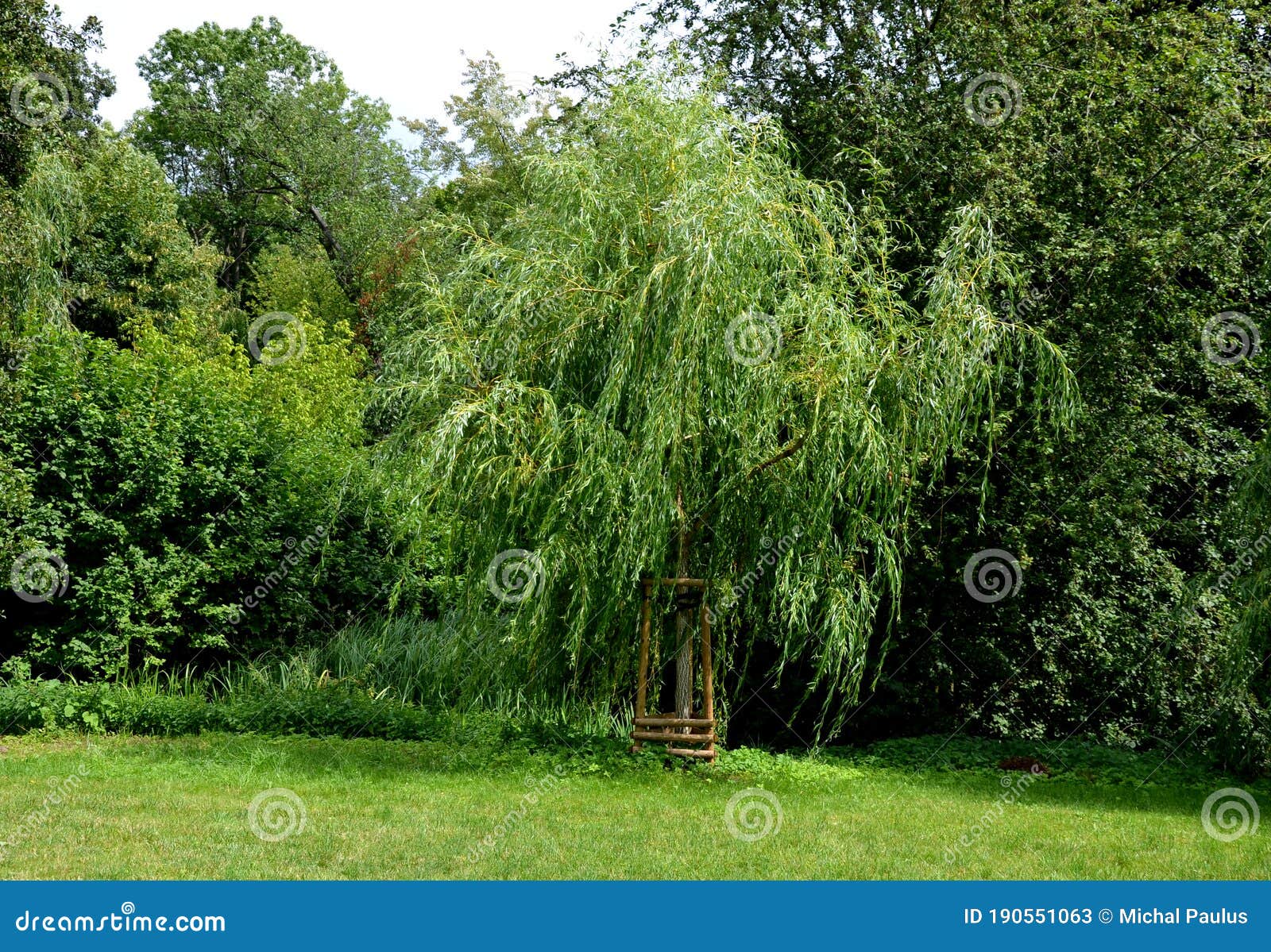 Salix Stem, Salix Integra, In The Garden In June. Salix Integra Is A ...
