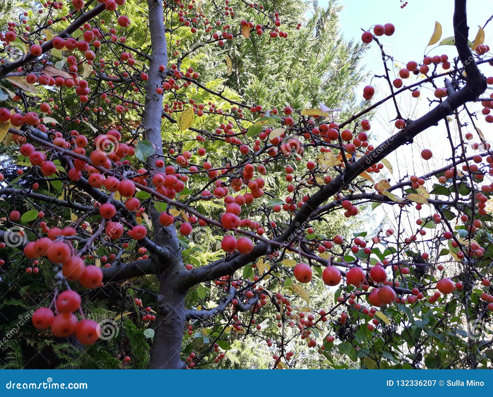 shoots d red flowers in storkow city in germany
