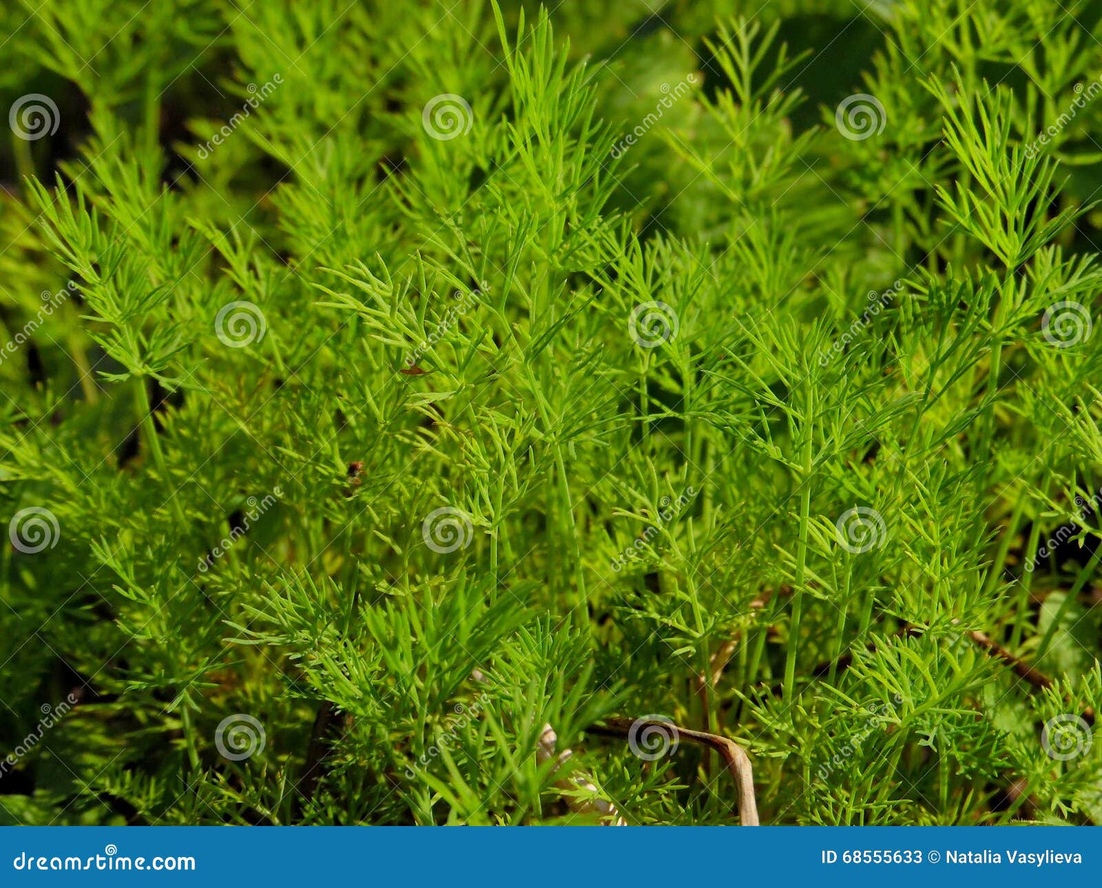 Shoots of Dill in Early Spring Stock Image Image of growth, nutrition