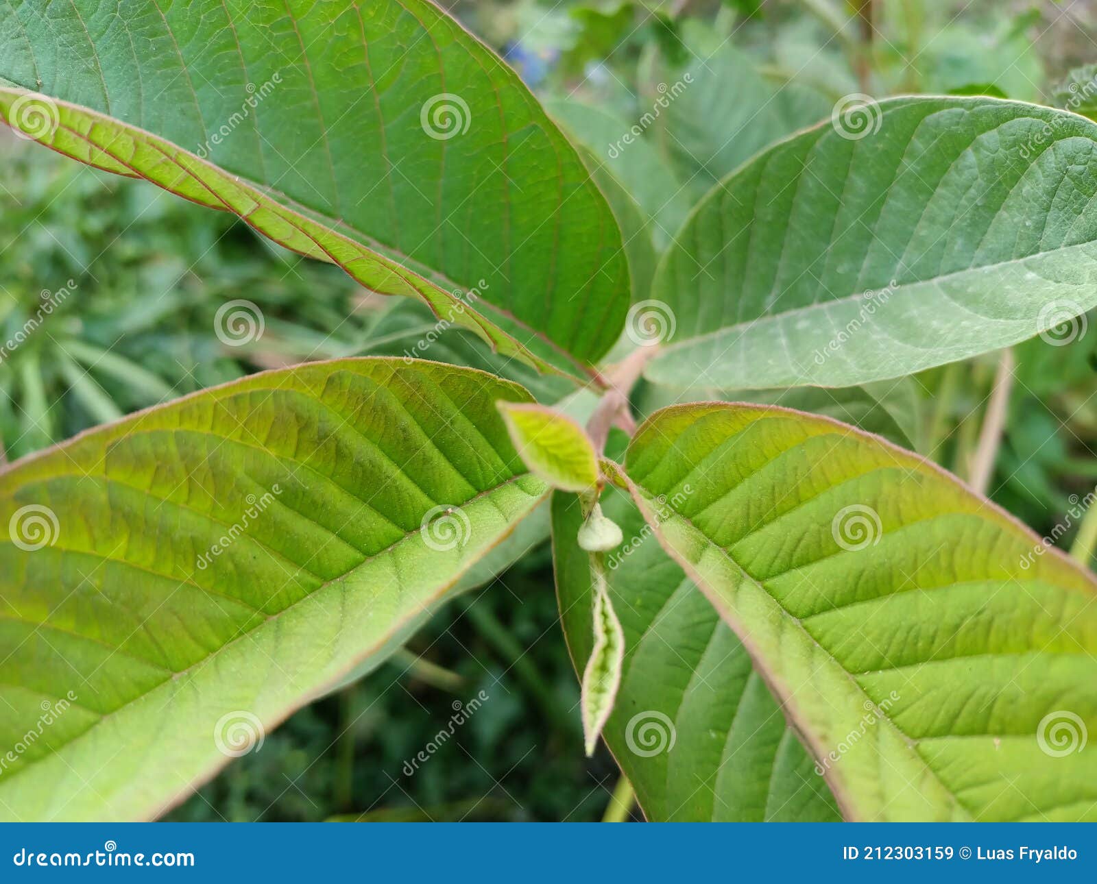 Shoots of Fresh Guava Leaves Stock Image Image of shrub, leaves