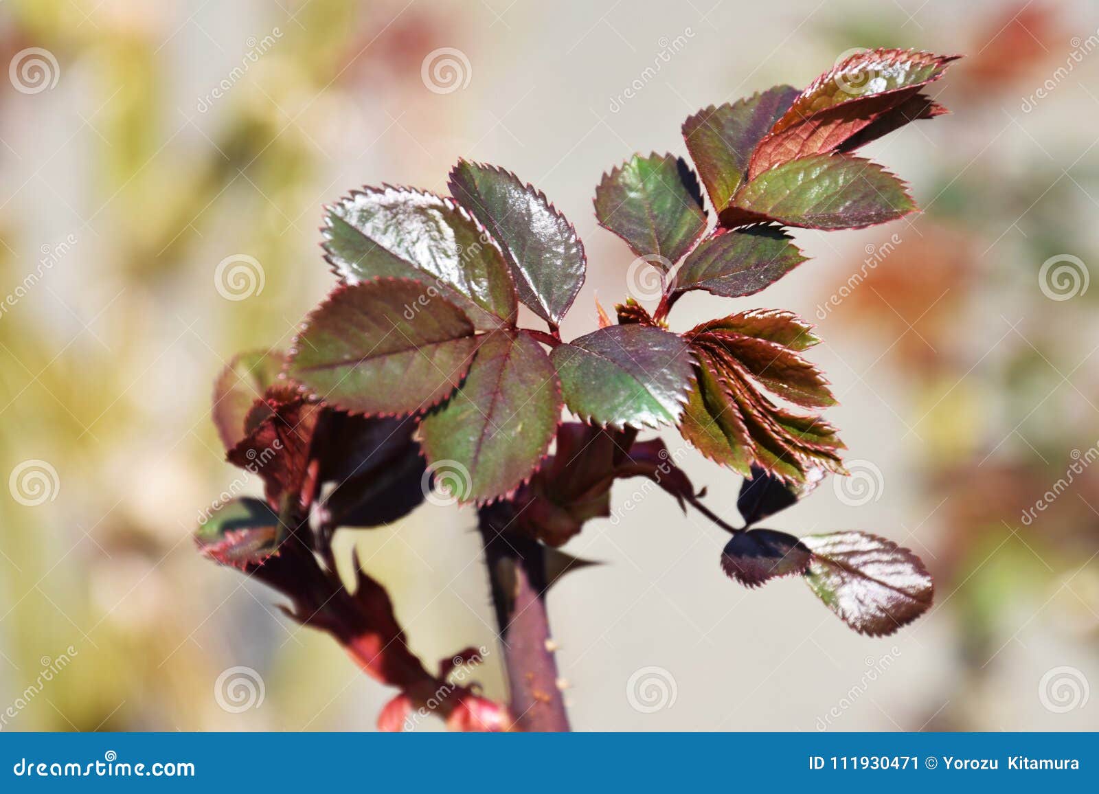 Shoots of rose stock image. Image of nature, beautiful 111930471