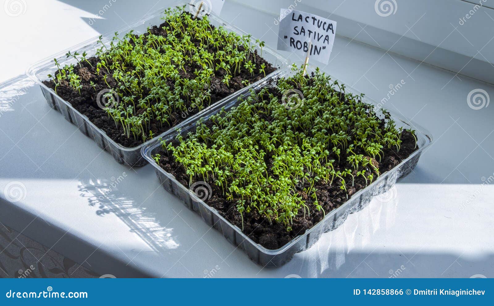 vegetable seedlings organic vegetable seedlings organic