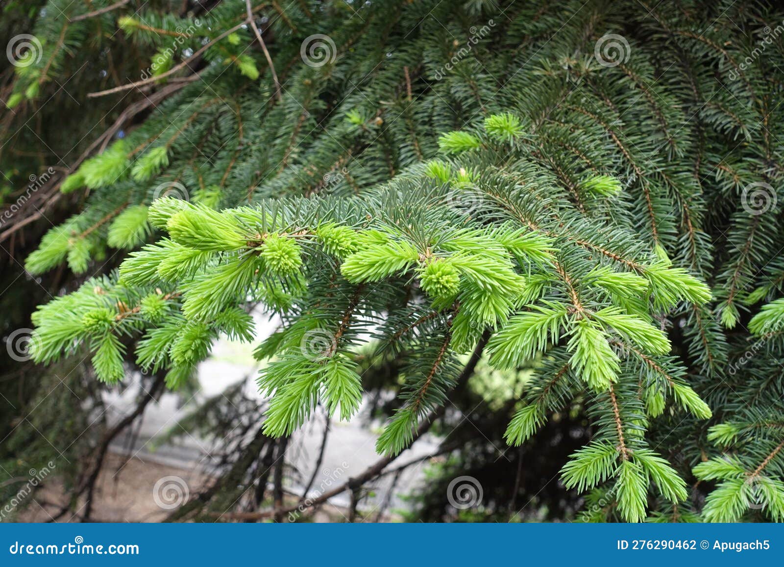 shoots of serbian spruce with new growth