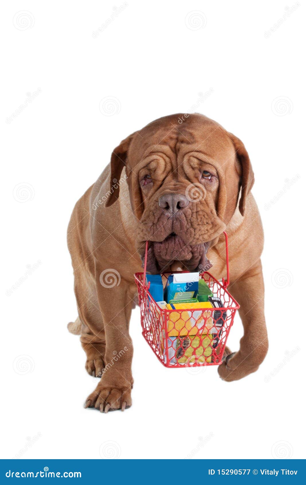 Shopping dog stock image. Image of adorable, beauty, breed 15290577