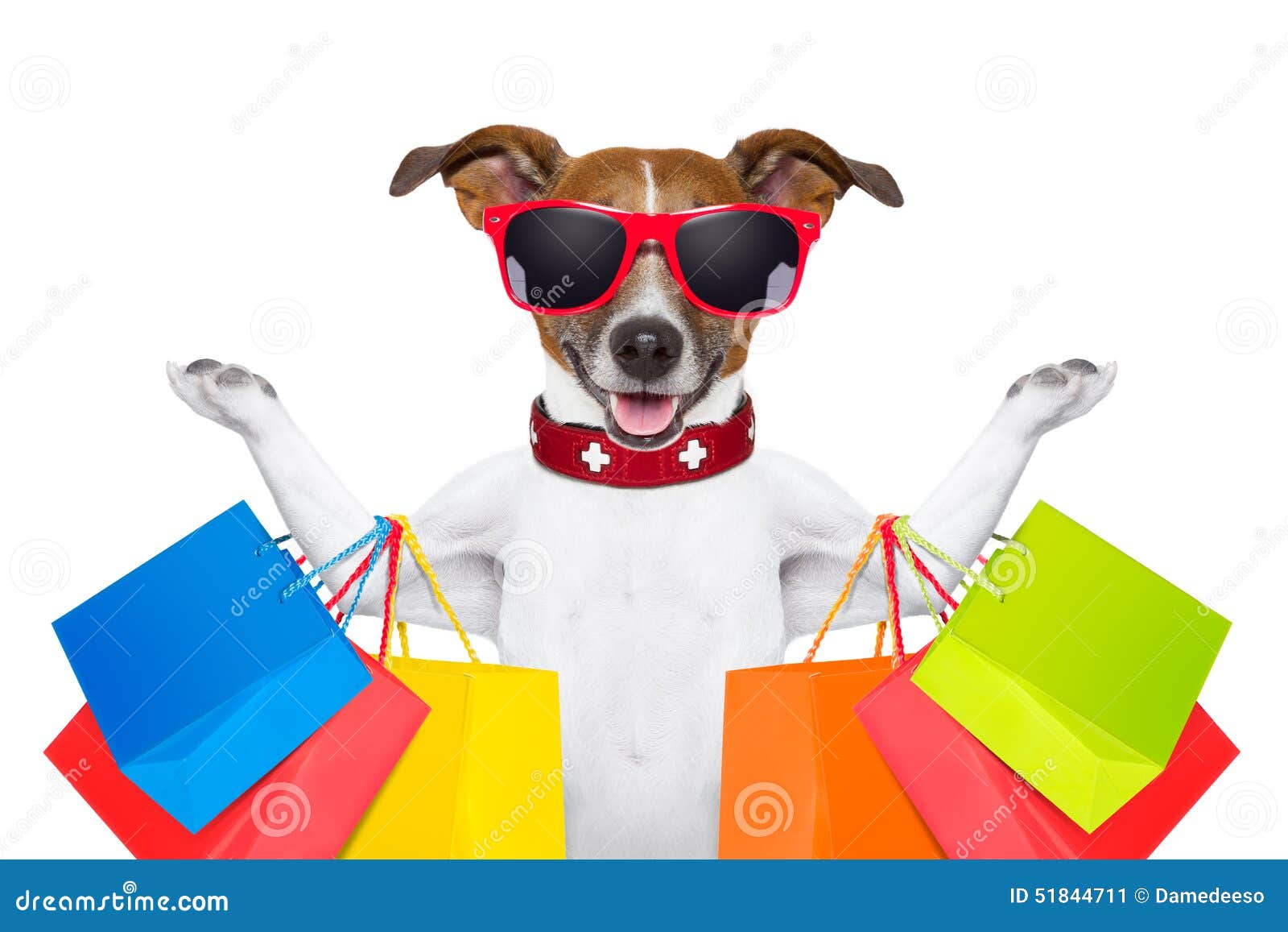 shopping dog