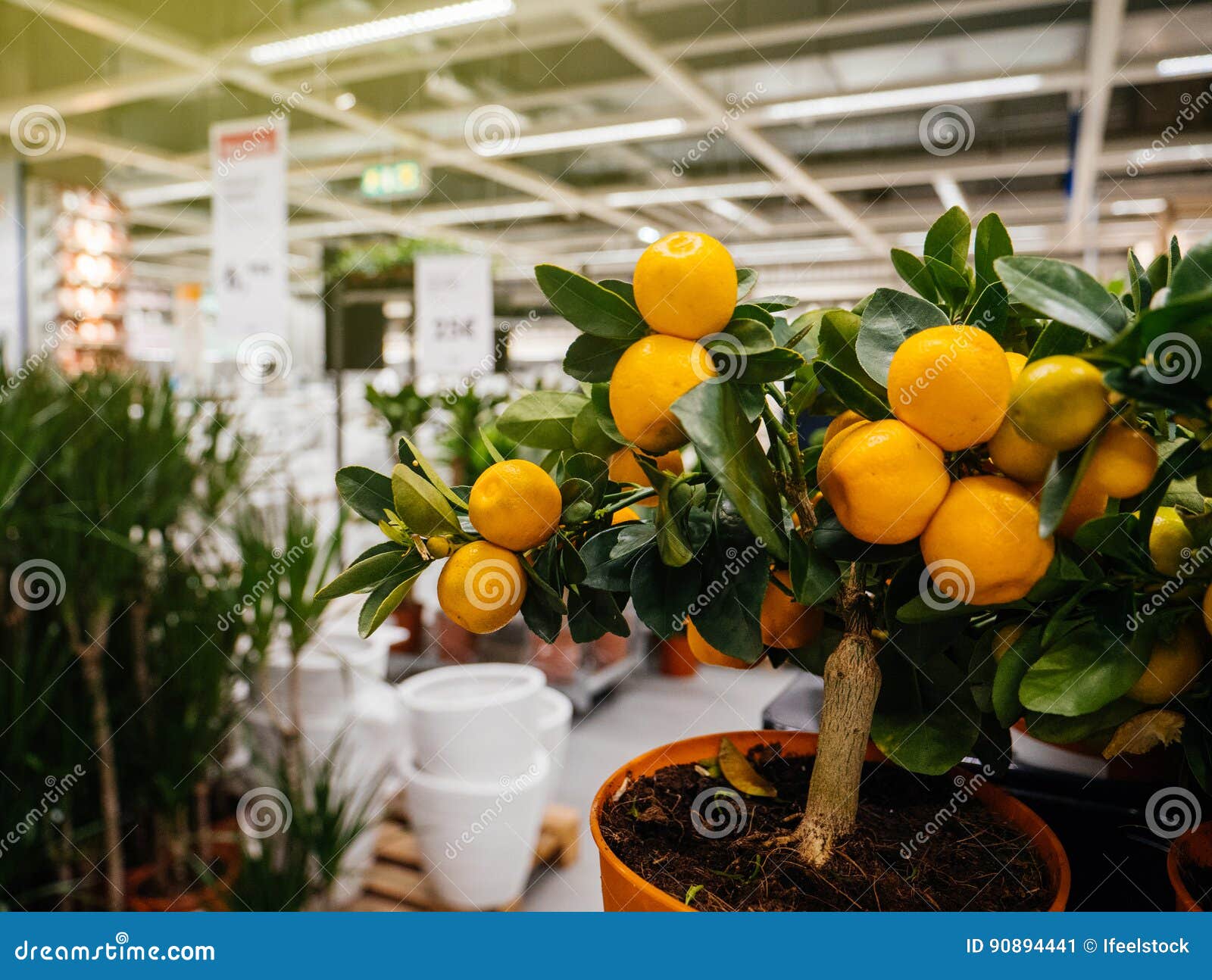 Shopping at Ikea for Garden Flowers and Vegetables Fruits Editorial Photo - Image of blue: