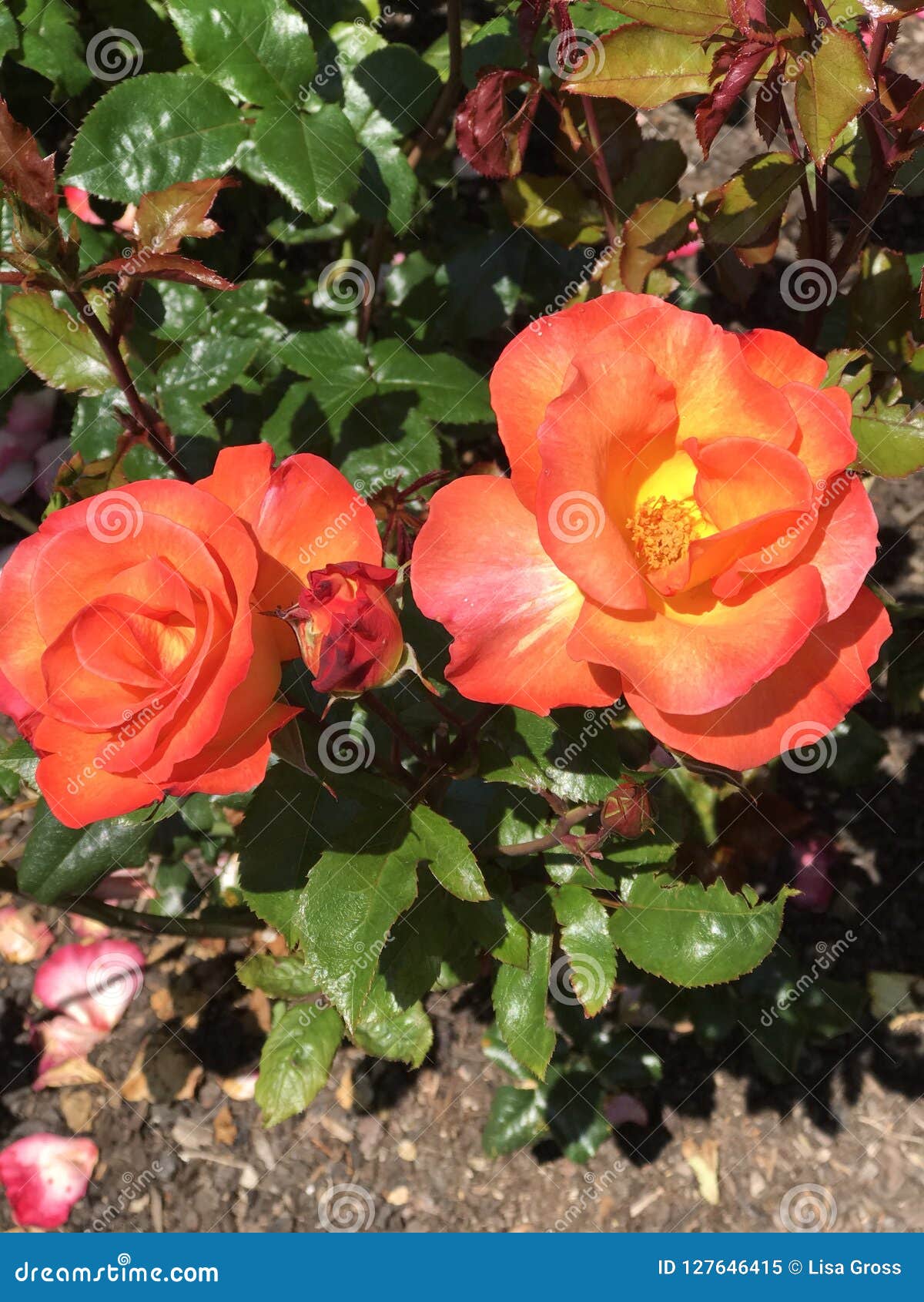 Roses stock image. Image of oregon, roses, flowers, acres 127646415