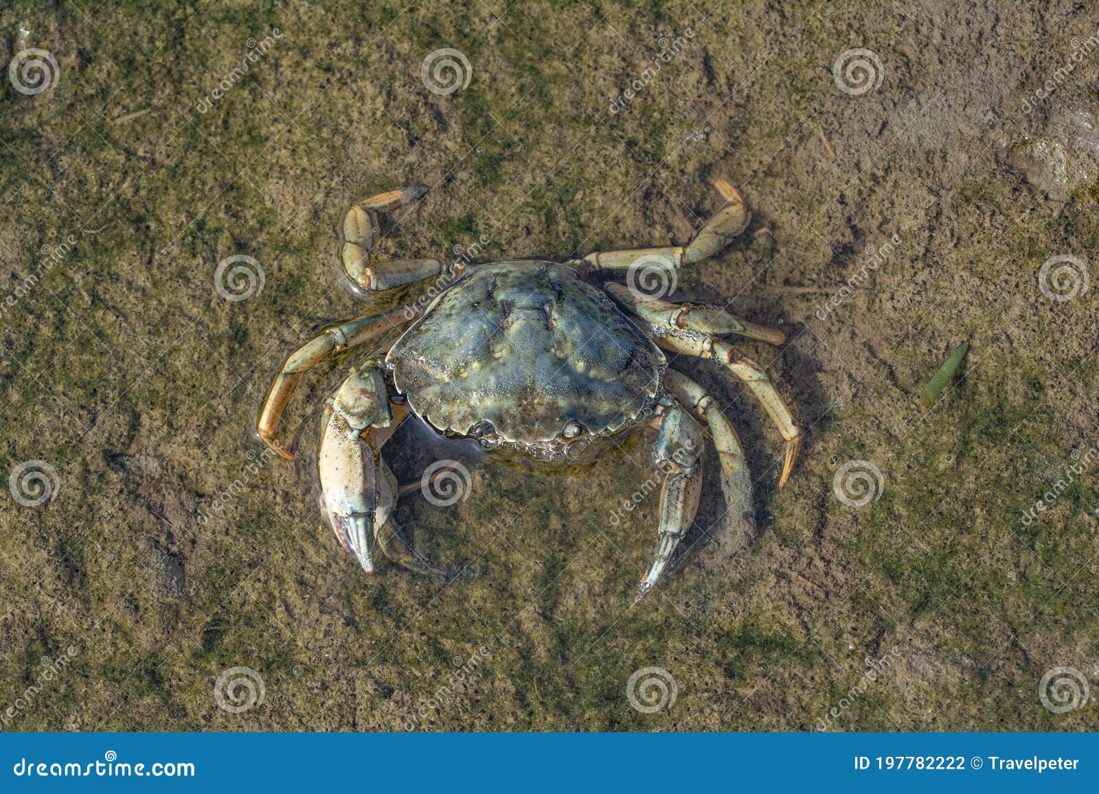 shore crab,north sea,north frisia,germany