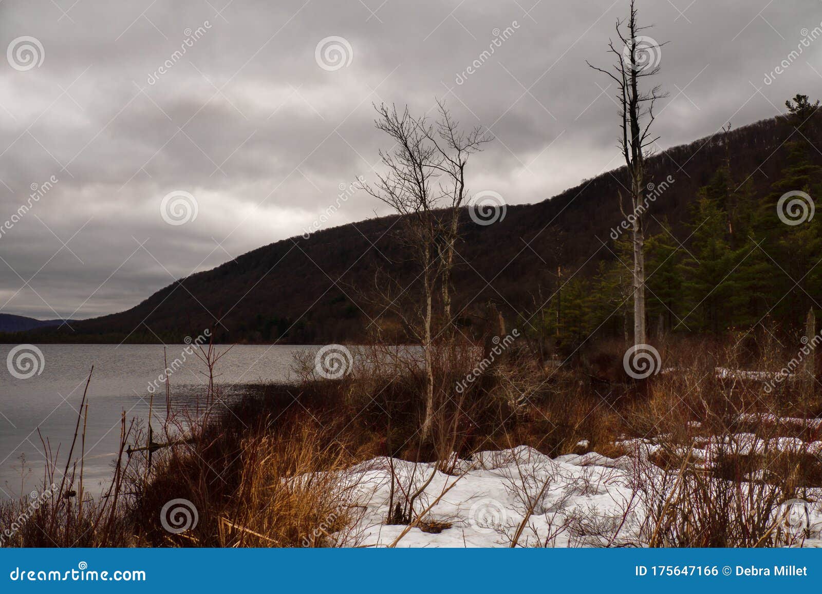 Shore at labrador stock photo. Image of conservation 175647166