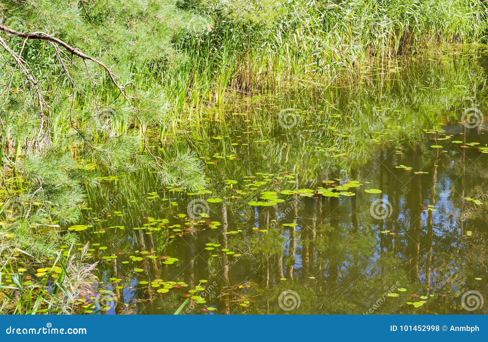 Shore Of The Lake With Reeds In Pine Forest Stock Photo Image Of