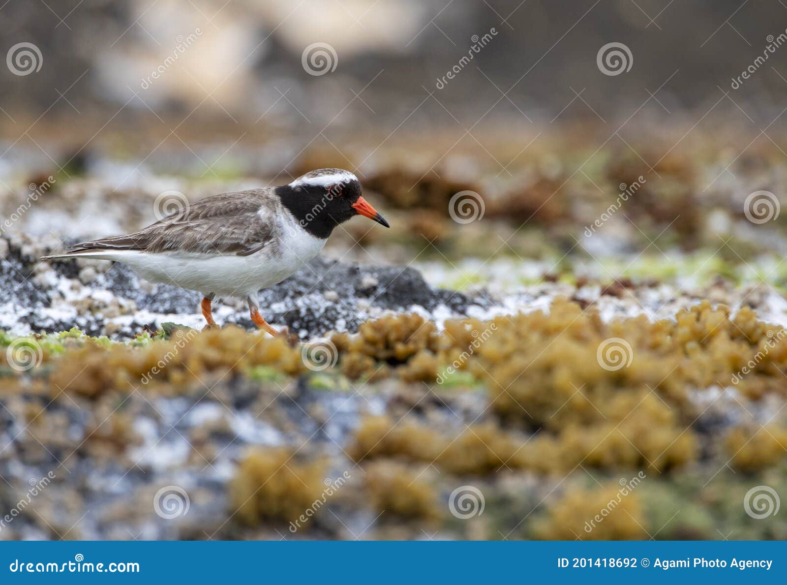 shore plover, thinornis novaeseelandiae