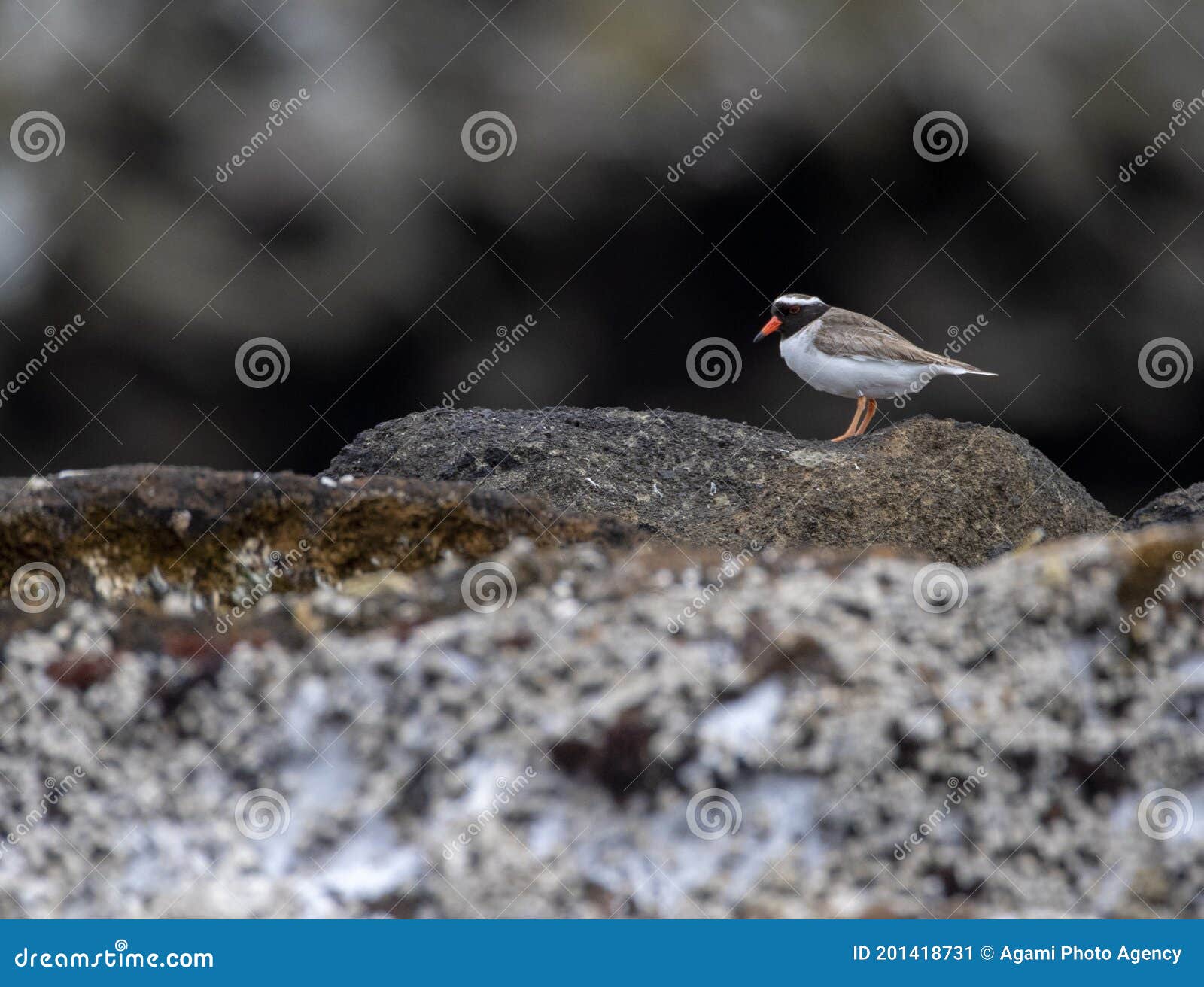 Shore Plover, Thinornis Novaeseelandiae Stock Image - Image of ...