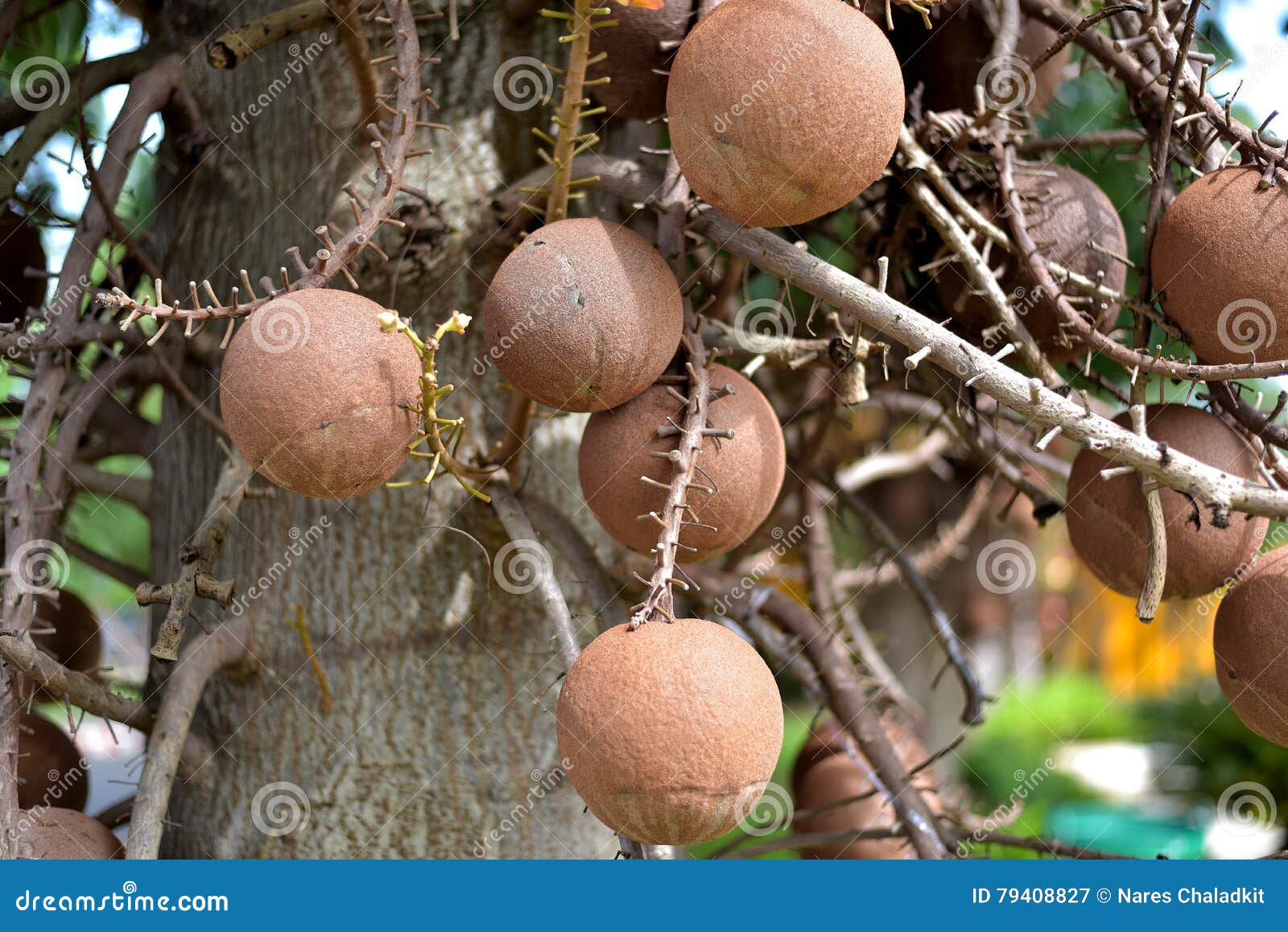 Shorea Robusta Tree or Sal Fruit Tree in Thai Temple Stock Image