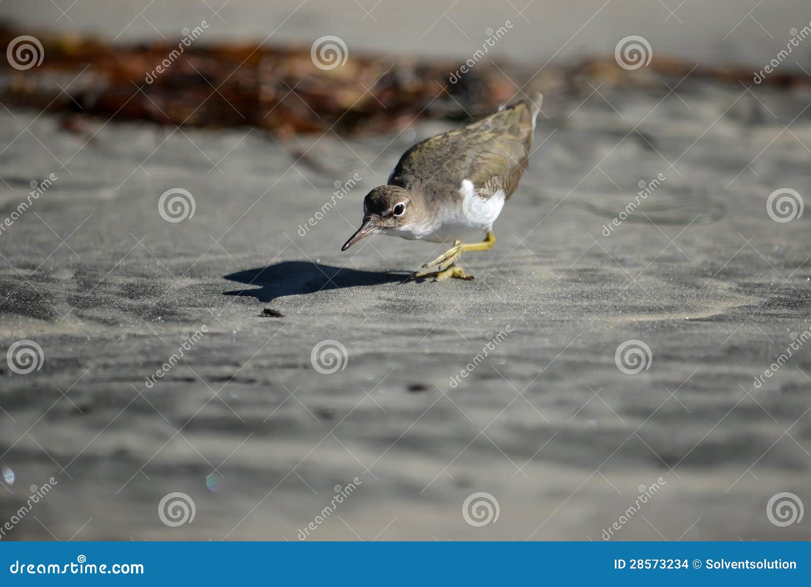 shorebird hunting