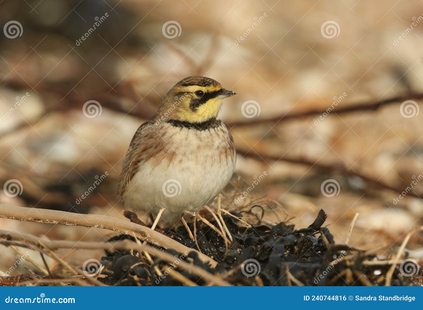 a shore lark, eremophila alpestris, feeding on seeds on a beach in kent. a winter visiting bird to the uk.