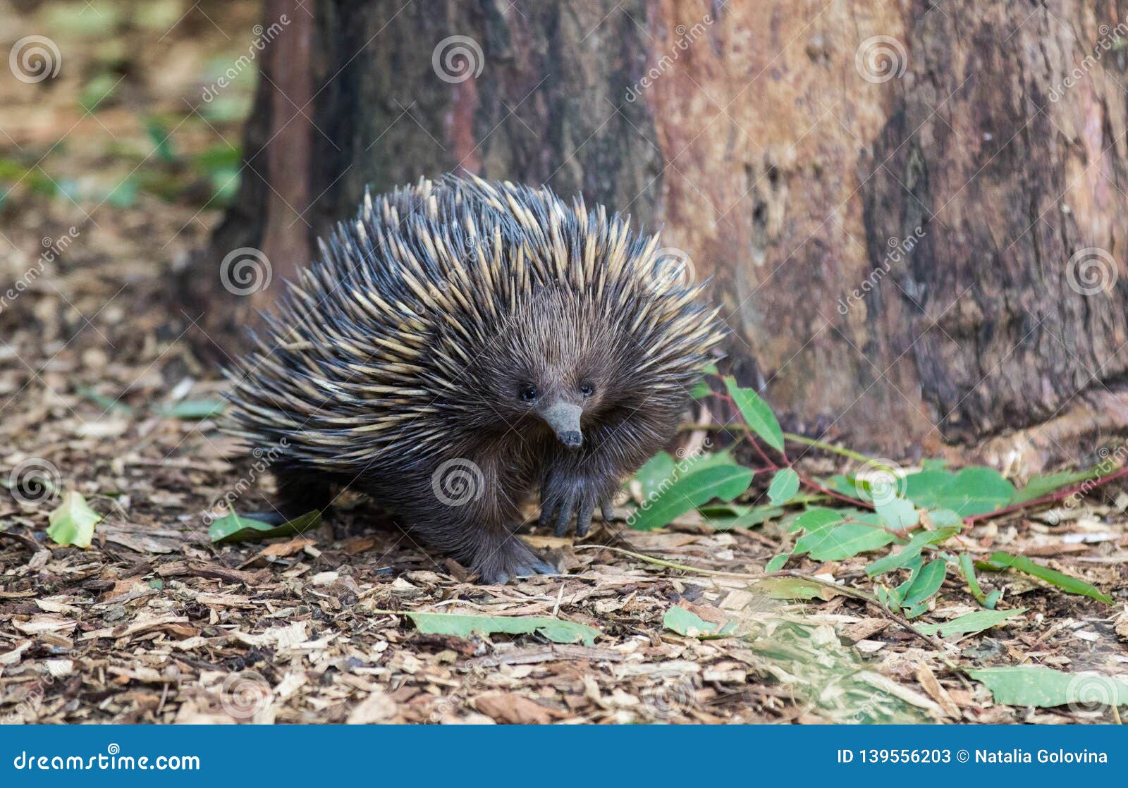 Wild Short-beaked Echidna, Tachyglossus Aculeatus, Walking in the ...