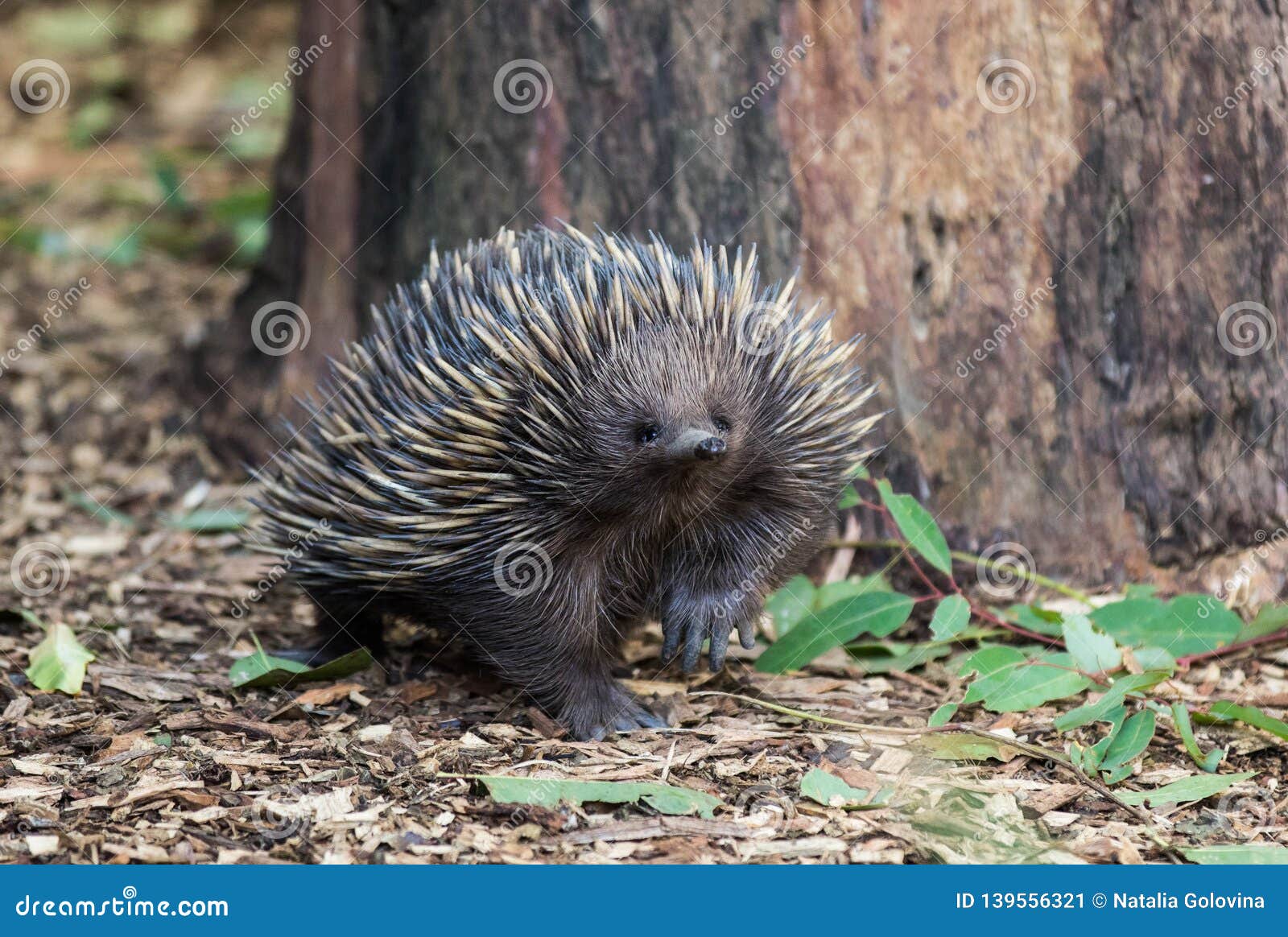 Wild Short-beaked Echidna, Tachyglossus Aculeatus, Walking in the ...