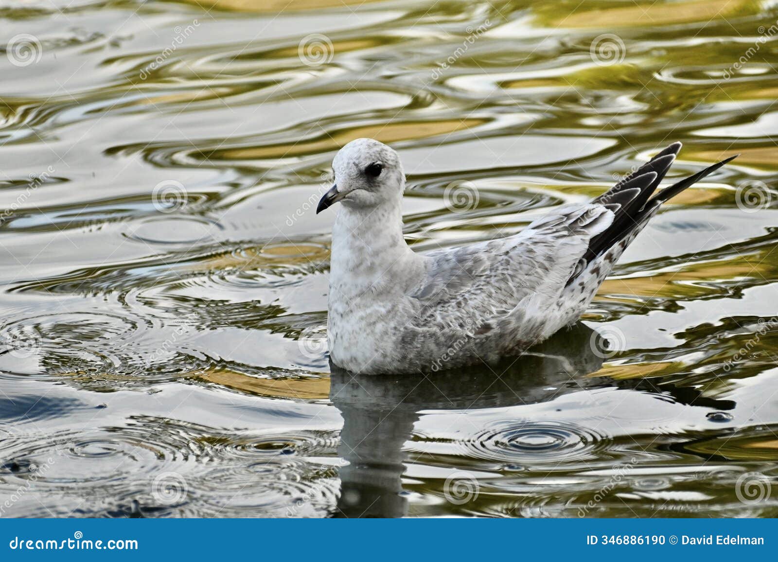 short billed gull, larus brachyrhynchus, first year 5