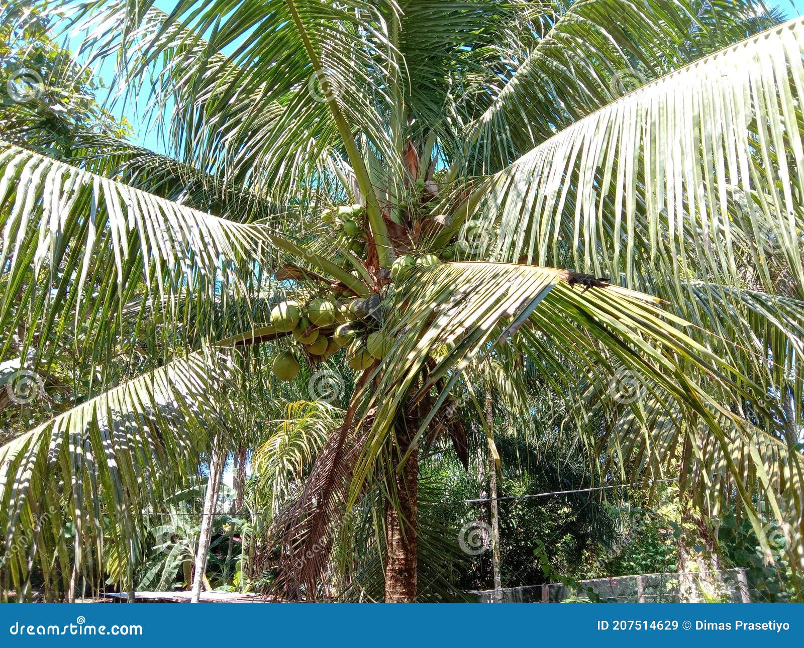 Coconut tree stock image. Image of leaf, shrub, tropics 207514629