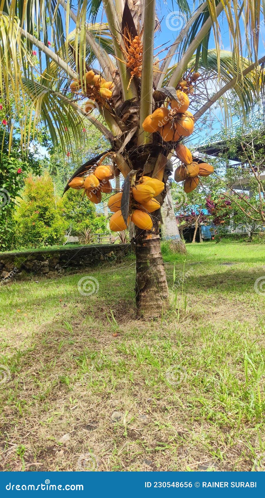 Short coconut tree stock photo. Image of tree, raja 230548656