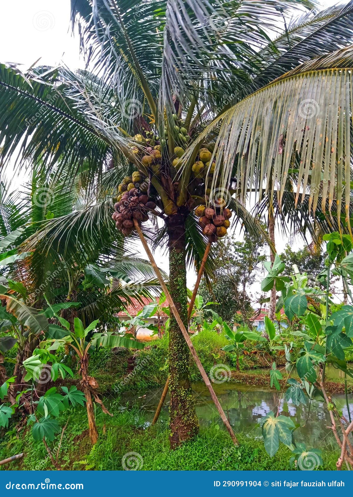 Short Coconut Tree with Many Coconuts Growing Stock Photo Image of