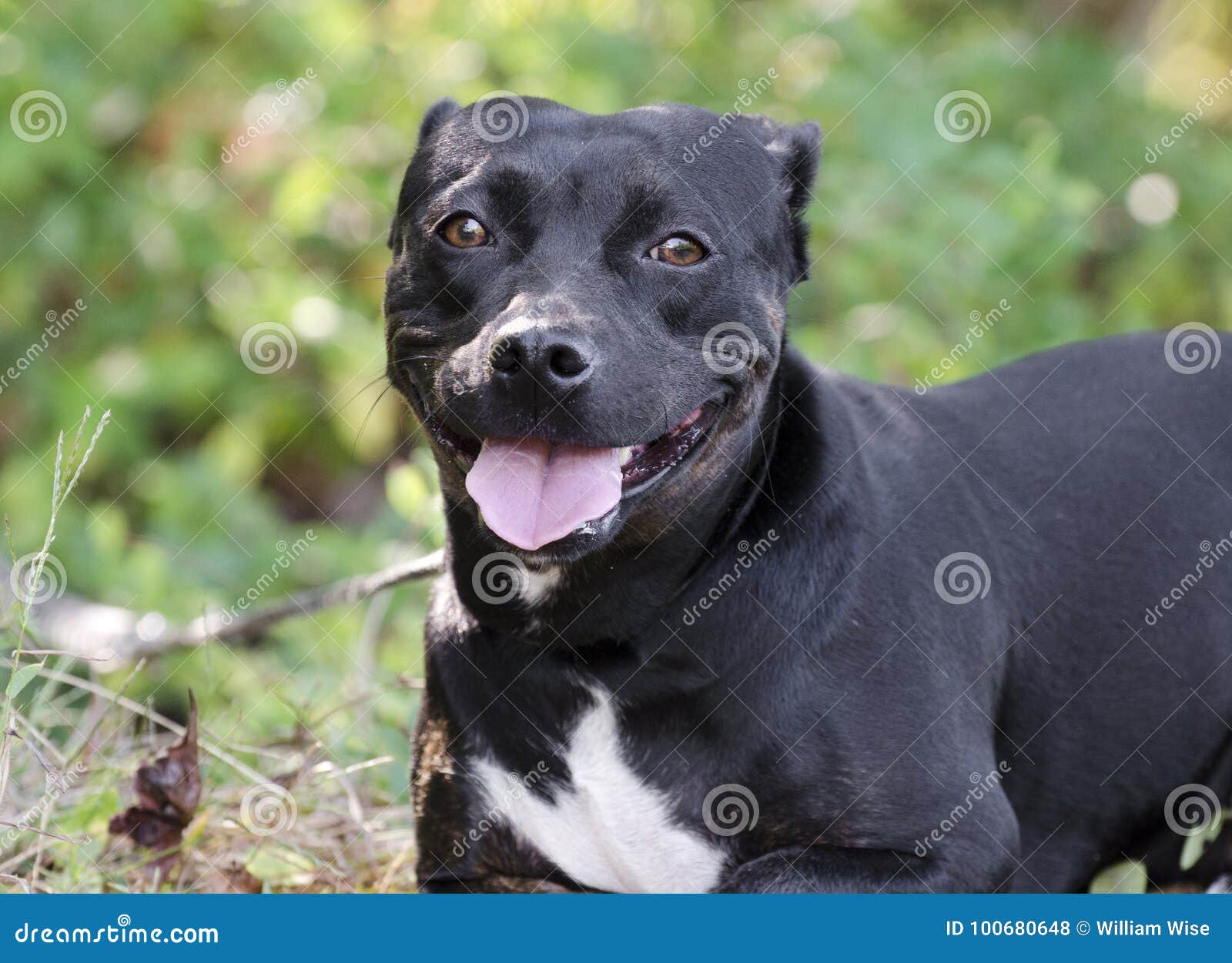 63+ Dachshund Pitbull Mix