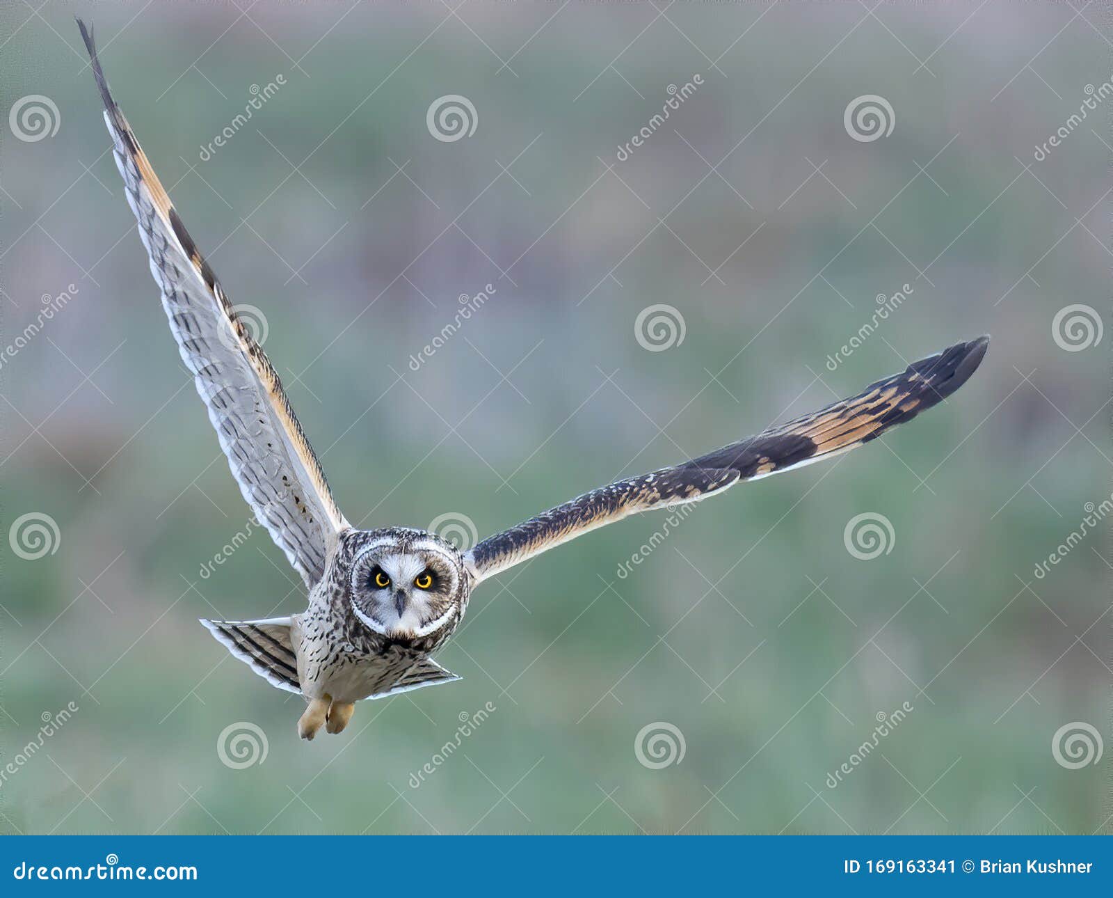 Shorteared Owl in Flight stock image. Image of prey 169163341