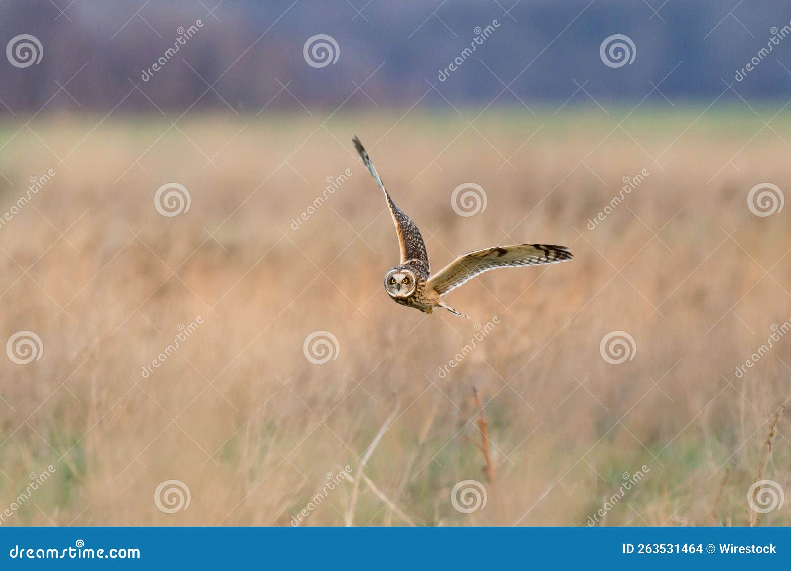 Shorteared Owl Flying Over a Field Stock Photo Image of ornithology