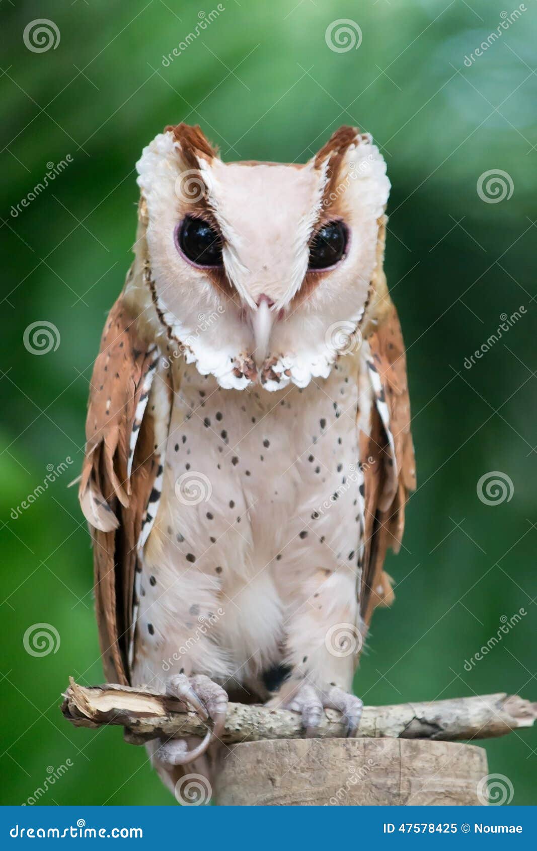 Shorteared Owl stock image. Image of feather, outdoors 47578425