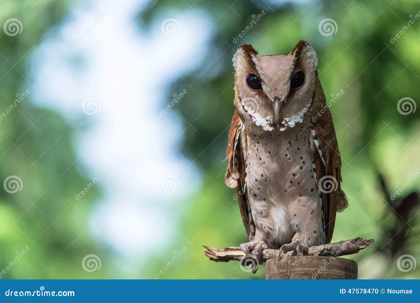 Shorteared Owl stock photo. Image of human, staring 47578470