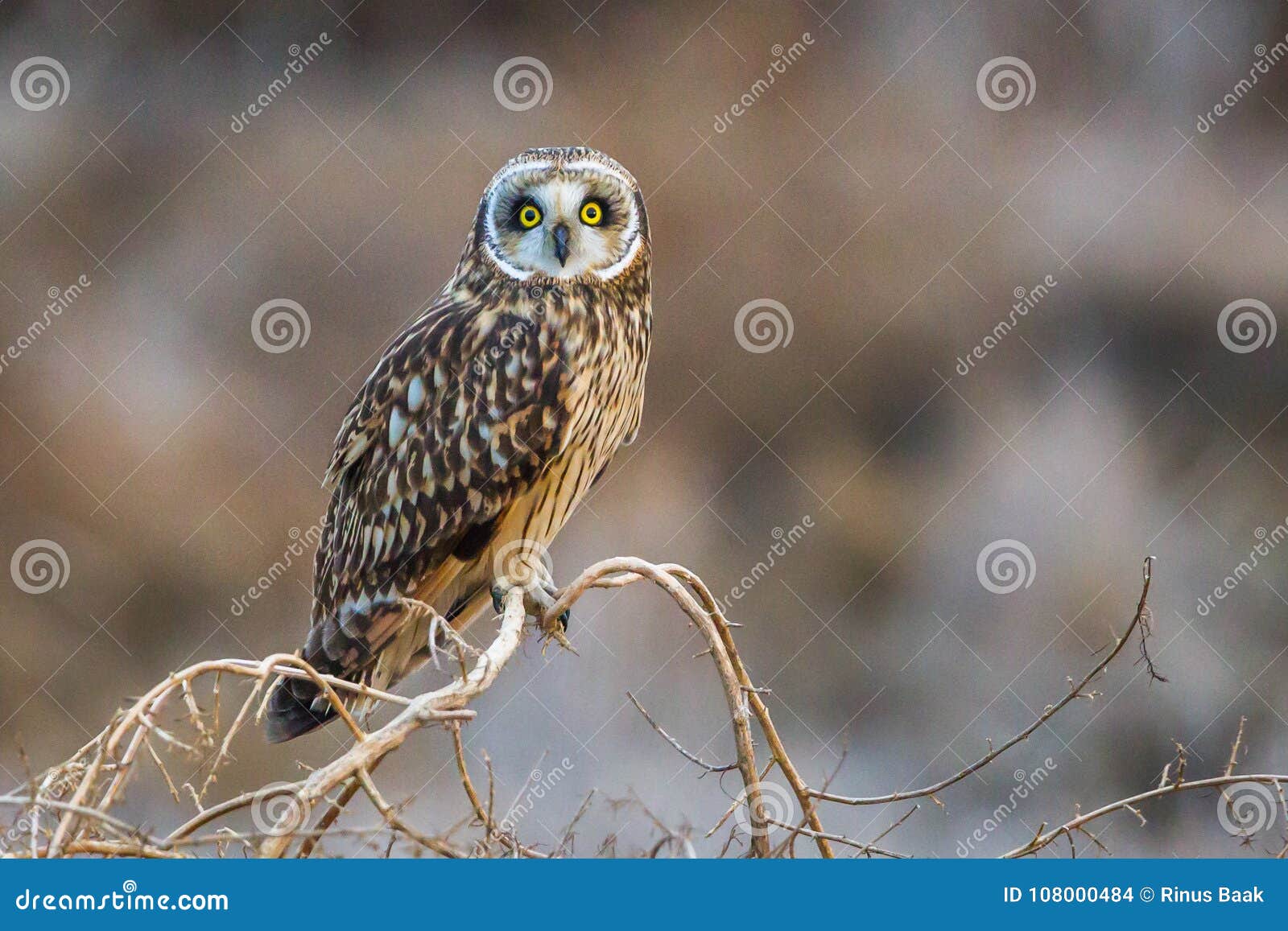 short-eared owl