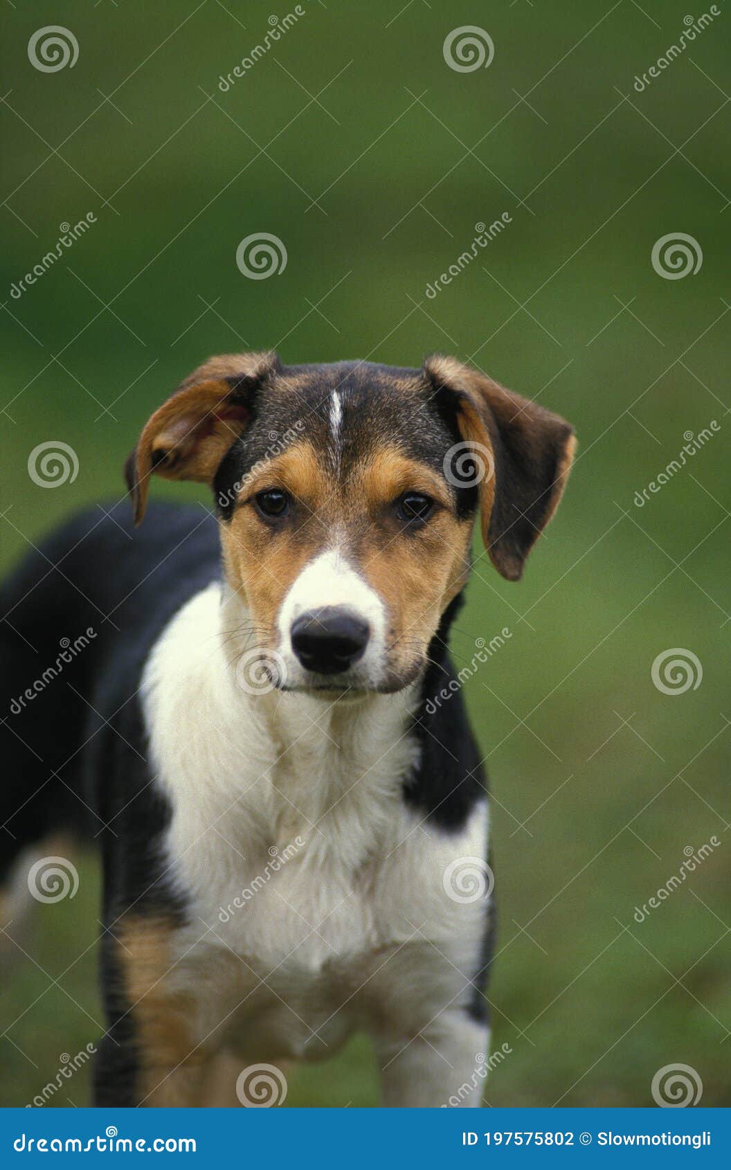 Short Hair Border Collie Dog Stock Photo - Image of outdoors, adult:  197575802